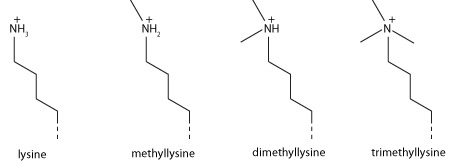 File:Methyl lysine.tif