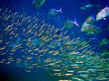 Image 3A school of large pelagic predator fish (bluefin trevally) sizing up a school of small pelagic prey fish (anchovies) (from Pelagic fish)