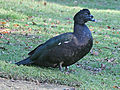 Sylvan Heights Waterfowl Park, North Carolina. A natural (non feral) Muscovy Duck from Sylvan Heights' breeding program.