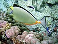 An orangespine unicornfish being cleaned by a Hawaiian cleaner wrasse