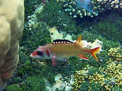 Un poisson-écureuil argenté à bandes (Neoniphon opercularis)