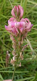 O. viciifolia flowers