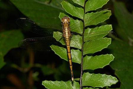 Orthetrum luzonicum juvenile male