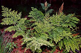 Чистоуст величавый (Osmunda regalis) — типовой вид типового рода семейства Чистоустовые