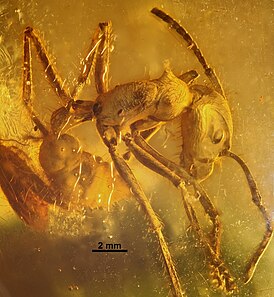 Paraponera dieteri