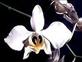 Phalaenopsis amabilis