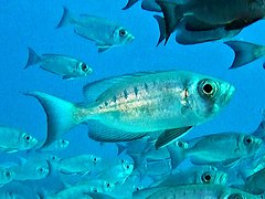 Crescent-tail Bigeye in silver phase