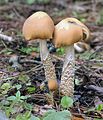 Psilocybe zapotecorum