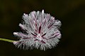 Ptilotus stirlingii (Lindl.) F.Muell. subsp. stirlingii