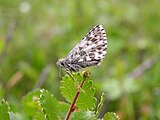 Adult, ventral view of wings.