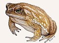 Rhinella loba (looks like posted by researcher but not sure art author would be themselves or not)