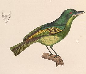 Ilustração do bico-chato-grande feita por Huet le Jeune y Prêtre (1838) no Nouveau recueil de planches coloriées d'oiseaux de Coenraad Jacob Temminck