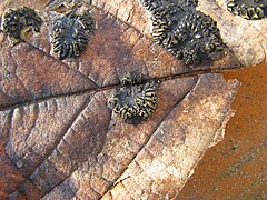 Formation des ascocarpes à la sortie de l'hiver sur les feuilles en décomposition au sol.