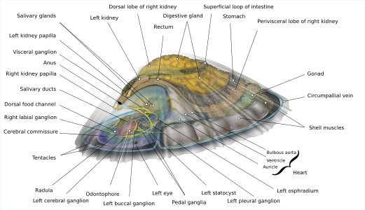Anatomical diagram of a limpet, by KDS4444