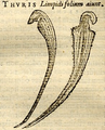 Premier dessin du Sarracenia par Matthias de l'Obel, 1571.