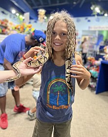 A kid petting a snake at SeaQuest.