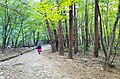 Trail in the park