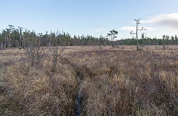 Myr på norra sidan av Svinasjön.