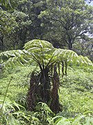 Cibotium menziesii.