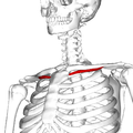 Subclavius muscle (shown in red).