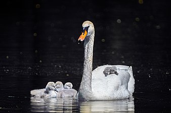 Mute swan carrying cygnets in Prospect Park. By Meir Chaimowitz.