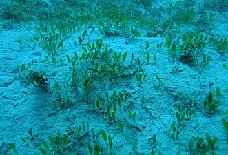 Pipefish camouflaged in Caribbean seagrass in La Parguera