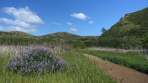 Spring lupins bloom on the Tennessee Valley trail.