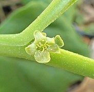 Tetragonia flower