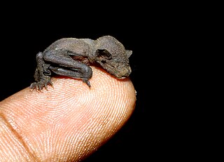 Lesser short-nosed fruit bat