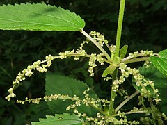 葉は対生し、葉柄は葉身より短い。茎の各節に2個の托葉がある。上部の葉腋から花序を出し、複穂状に緑白色の小さな花をつける。