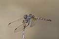 Trithemis annulata