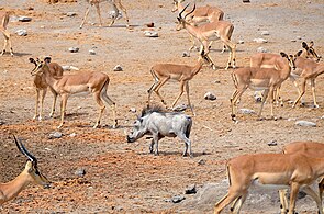 Warthog and Impala at Etosha National Park