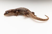 Holotype of the korowai gecko from Auckland War Memorial Museum