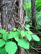 高木を這い登る幹と葉