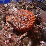 Chlamys nobilis, un Pectinidae