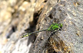 棘角蛇纹春蜓（Ophiogomphus spinicorne）