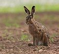 Lièvre d'Europe, Lepus europaeus