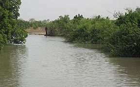 Typische Mangrovenlandschaft in Gambia