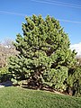 Image 31Globosa, a cultivar of Pinus sylvestris, a northern European species, in the North American Red Butte Garden (from Conifer)