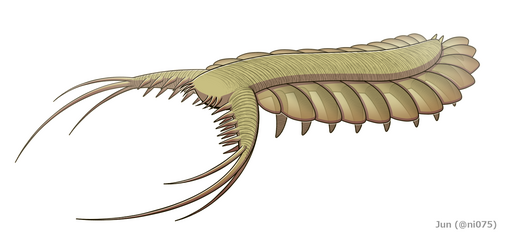 Restoration of Pambdelurion a "gilled lobopodian" related to arthropods, which has both pairs of lobopods and lateral flaps.