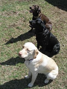 three Labrador retrievers: Yellow, black, and chocolate