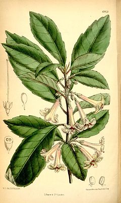 Description de l'image Alseuosmia macrophylla.jpg.