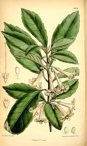 Alseuosmia macrophylla