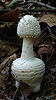 The toxic mushroom Amanita abrupta
