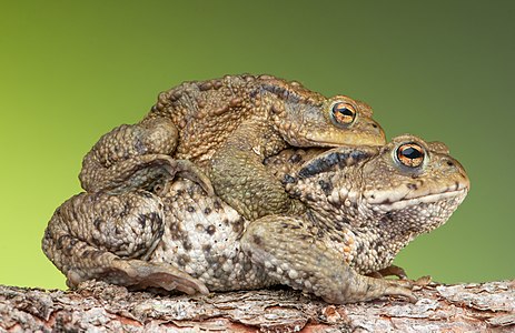 Common toads during amplexus, by Bernie Kohl