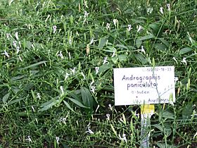 Andrographis paniculata