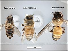 Trois abeille épinglées