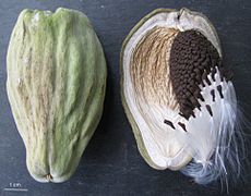 Fruit, vue externe à gauche et ouvert à droite.