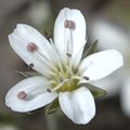 Flower of Fendler's sandwort, Arenaria fendleri