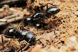 Camponotus aethiops